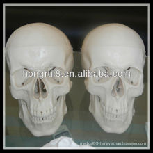 ISO Deluxe Life-Size Human Skull Model